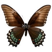 The Baja Giant Swallowtail
